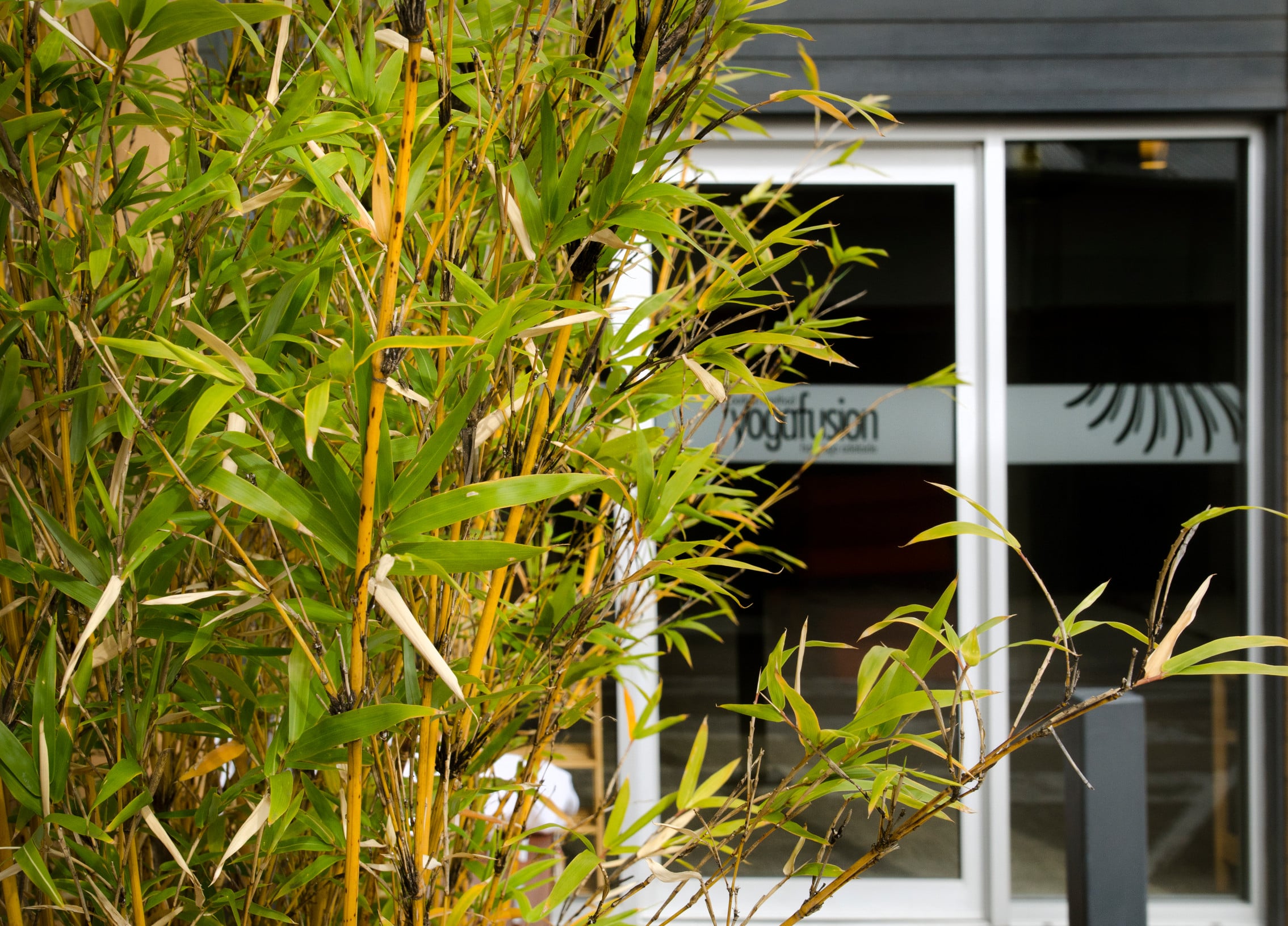 Yoga Classes in Adelaide: What to Expect at yogafusion